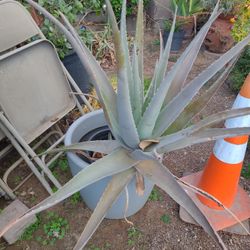 Aloe Vera Plant $30