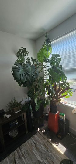 Giant Monsterra Cuttings