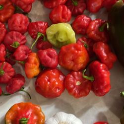 Haji Cachucha O Haji Dulce De Puerto Rico 