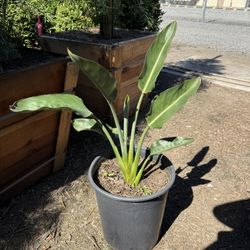 Bird Of Paradise