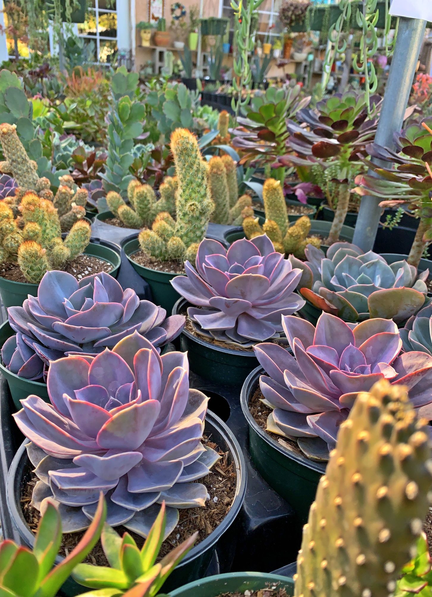 Succulents
