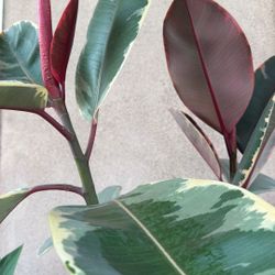 Pink Rubber Plant Ficus Elastica Tineke
