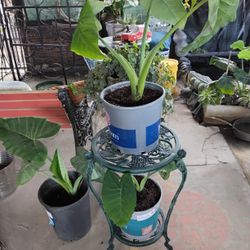 Plants Big Needs Bigger Pot 