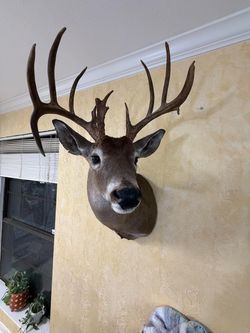 Double Droptine Whitetail Shoulder Mount Taxidermy Deer Head South Texas Buck