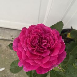 Rose Bush Blooming Plant In 5 Gallons Pot Is 5 Feet Tall Pick Up Only