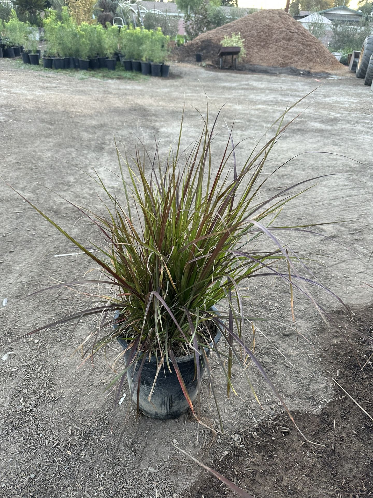 Purple Fountain Grass