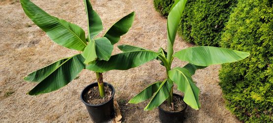 Potted Banana Trees (price per pot)