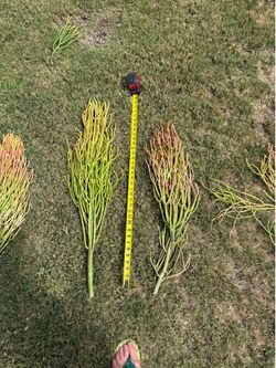 Firestick Plants