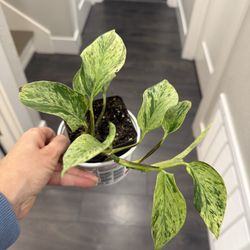 Golden Pothos In Pot Climbing Plant Vibrant Color 