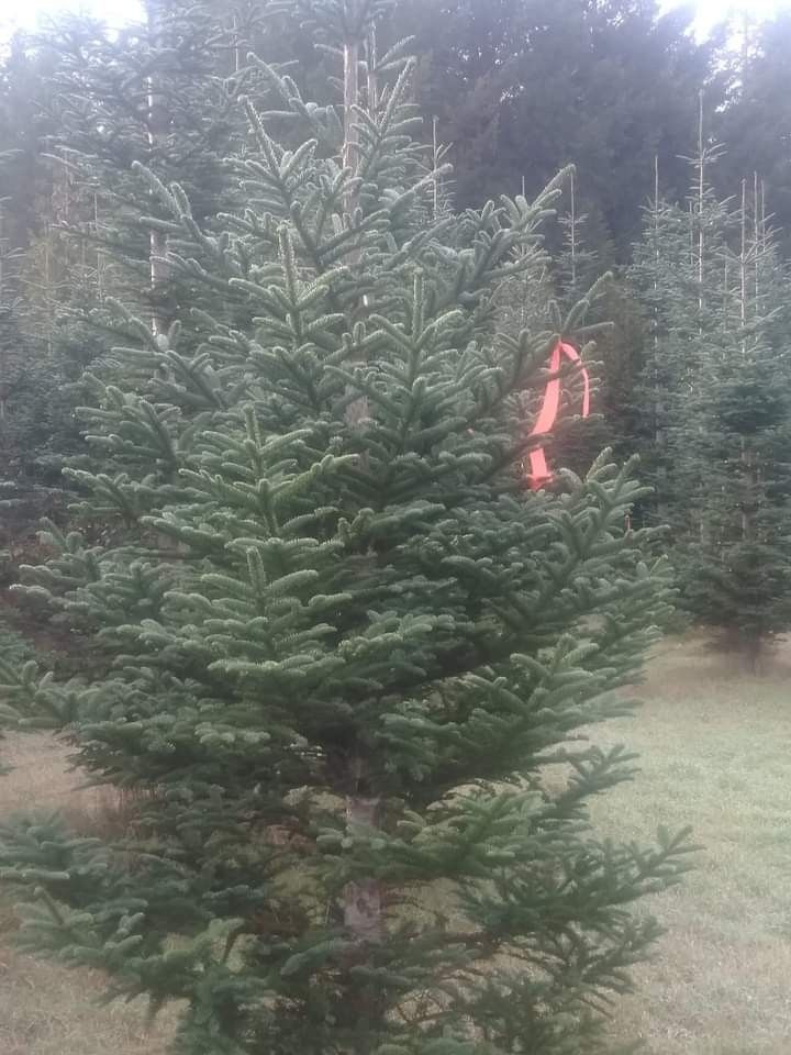 Noble Fir Christmas Trees UCut 50 Ea Any Tree for Sale in Yacolt, WA