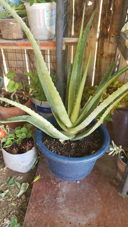 Aloe vera plant