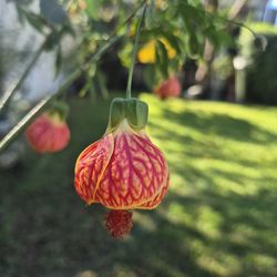 Large tiger eye plants