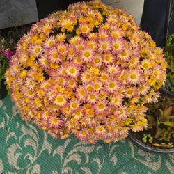 Huge pot of beautiful mum plant