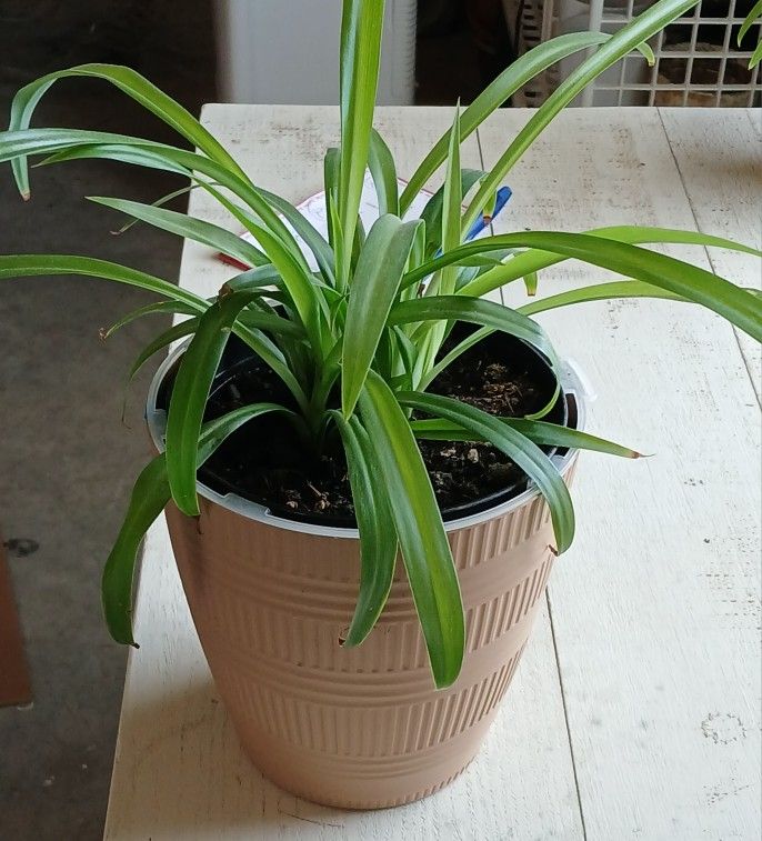 Houseplant In 7" Tan Decorative Pot