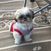 Hallie