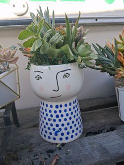 Amazing succulent rooted for indoors or out