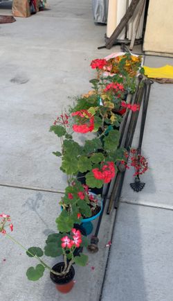 NOW. YARD AND PLANT SALE