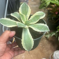 Diamond Agave 