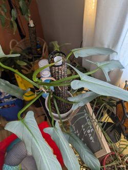 Philodendron Silver Sword