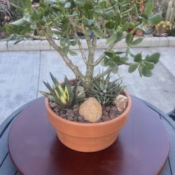 Very Healthy Jade Good Luck Tree And More In Clay Vase 