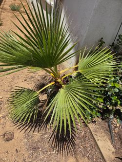 Palm tree