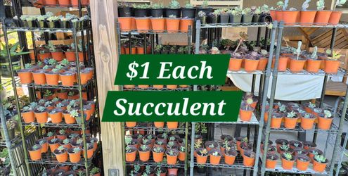 Only $1 each succulent (Great for wedding favors, baby shower favors, gifts, appreciation)