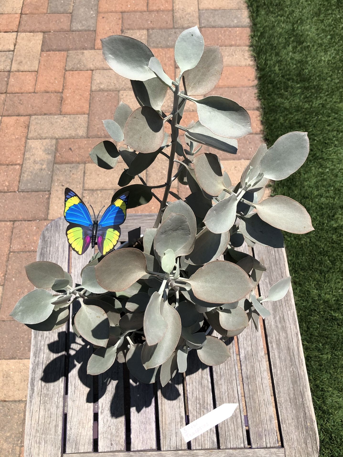SILVER TEASPOONS Succulent Plant In New Plastic White Pot