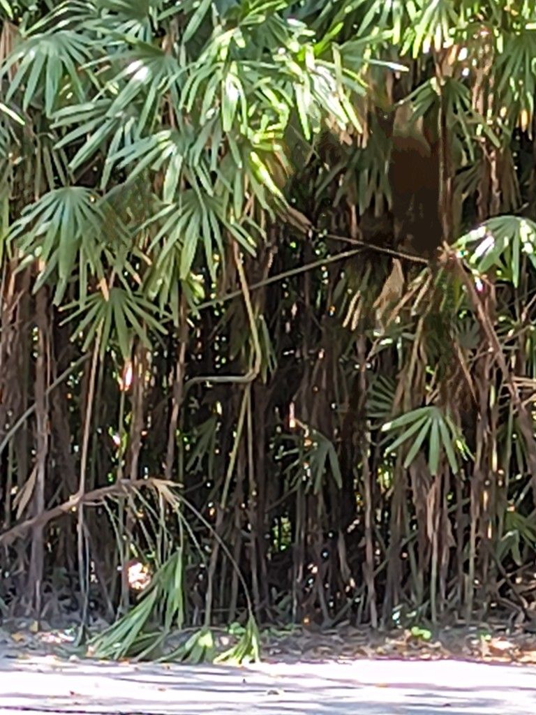 Lady Palm tree Clusters