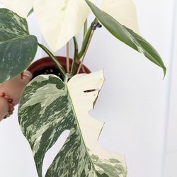 Collector's Plant: Monstera Albo Variegated [EXACT PLANT] 6" Pot - Indoor House Plants