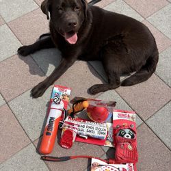 Dog Toy Bundle ( DOG NOT INCLUDED)