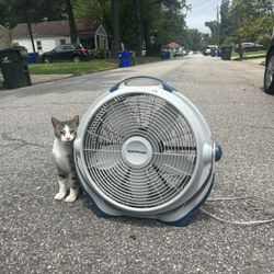 Fan