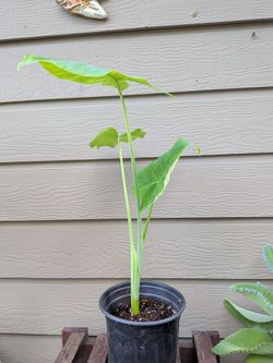 Elephant Ear Plant
