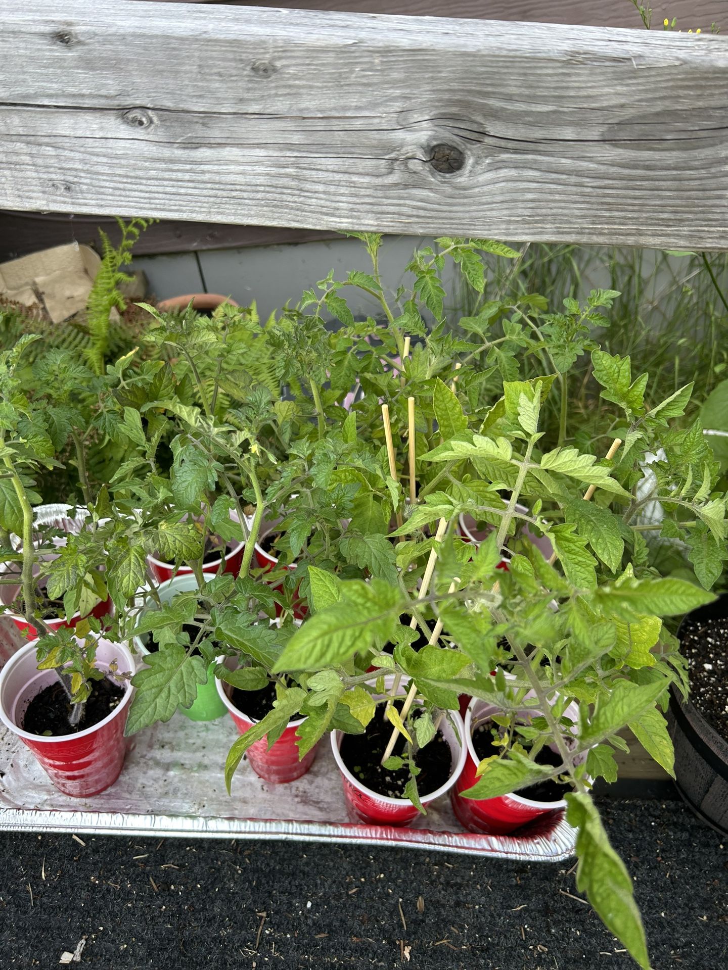 Tomato Plants