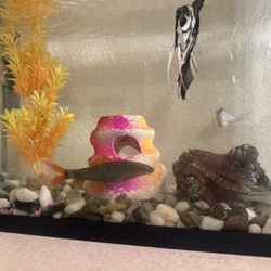 Fish Tank 