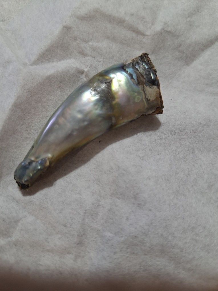 Abolone Pearl