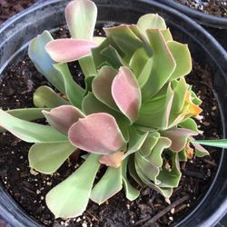 Gorgeous 5 inch Wide Aeonium Arboreum 