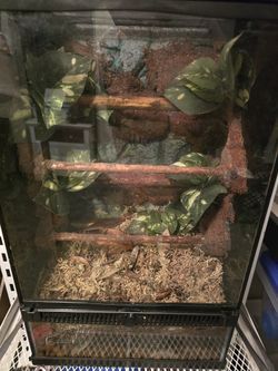 Bioactive Enclosure 