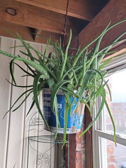 Aloe 2 rooted plants