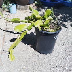 Cactus Plant $20