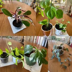 LIVE PLANTS - Cheap/Free - neon pothos, white wizard philo red micans