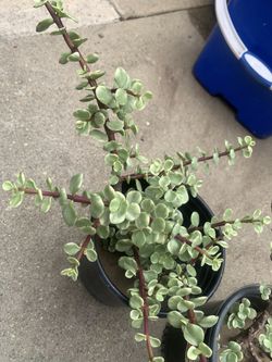 Variegated Elephant Bush 