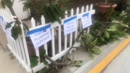 Free Plumerias clippings freshly cut Free Plumerias clippings freshly cut