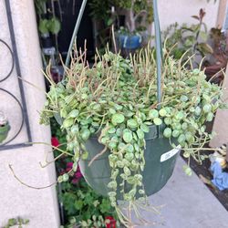 Blooming Strings of Turtles 🐢 Plant $38