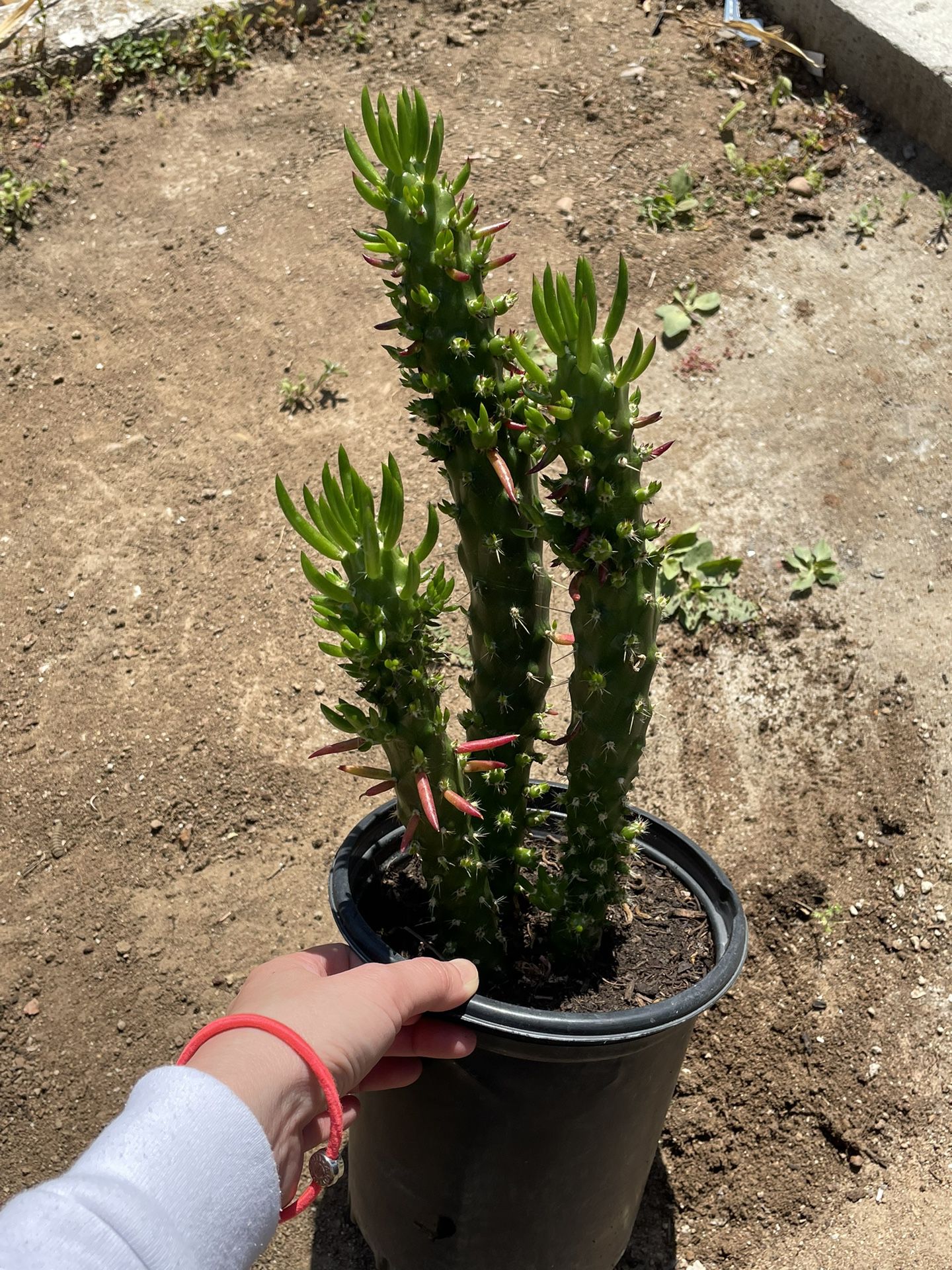 6in Pot Eve’s Needles Cactus Plant 