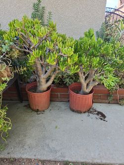 Casual Ovata also known as Gollum jade or finger