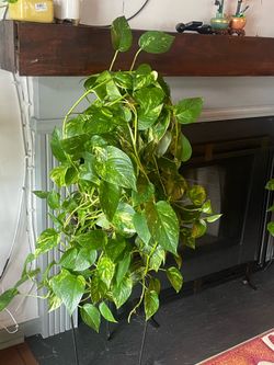 Indoor Plant: Golden Pothos