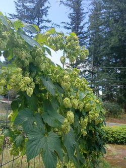 Free Cascade hops - you pick