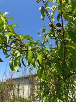 Nectarine Fruit Tree 25gallon