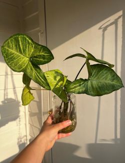 buy one jar GET ONE FREE - plant cuttings!