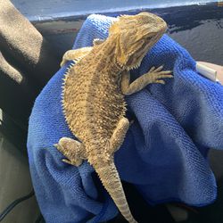 Fake Reel Toy Reptile Enclosure Bearded Dragon for Sale in Rialto, CA -  OfferUp